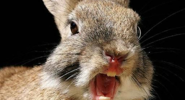 Proč králíci koušou a jak je můžete odnaučit, co dělat po kousnutí